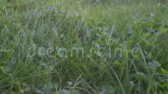 在草地上移动的绿草和树叶的滑动镜头美草特写滑动视频拍摄视频的预览图