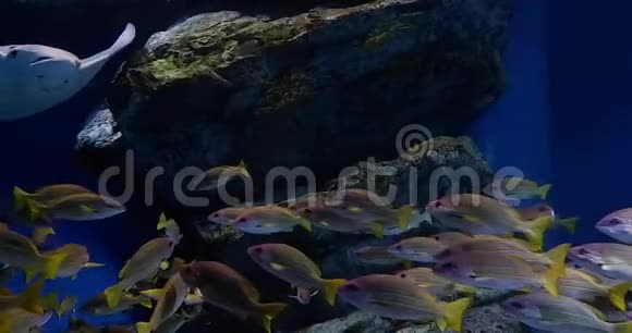 热带暗礁鱼类类及水生植物视频的预览图