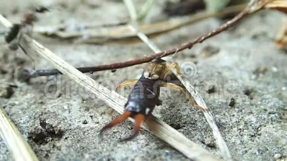 蚂蚁和一个还活着的耳机视频的预览图