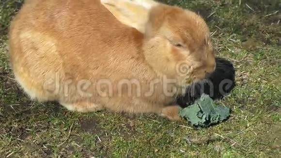 鲜亮的桔褐色兔子在杰里科海滩的蔬菜上觅食视频的预览图