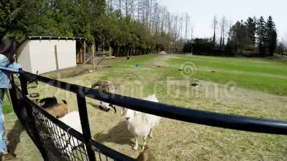 女人倚着农场的篱笆看着山羊4k视频的预览图