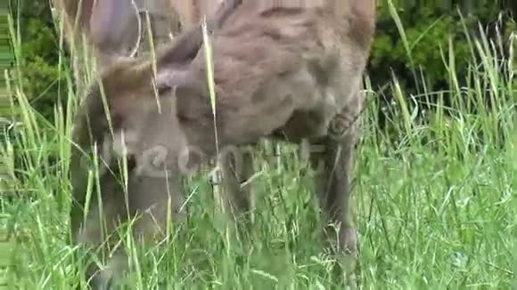 一只鹿正在吃草视频的预览图