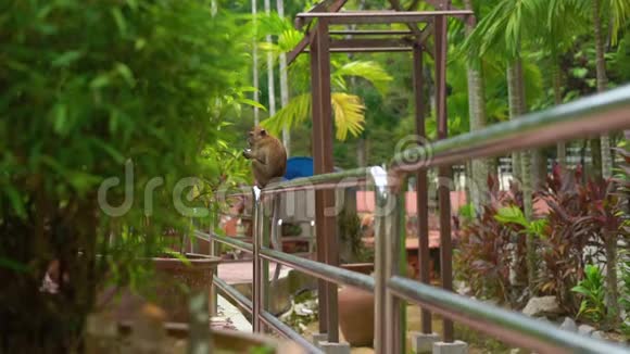 一只猕猴坐在热带公园的栏杆上吃食物的慢镜头视频的预览图