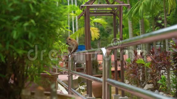 一只猕猴坐在热带公园的栏杆上吃食物的慢镜头视频的预览图