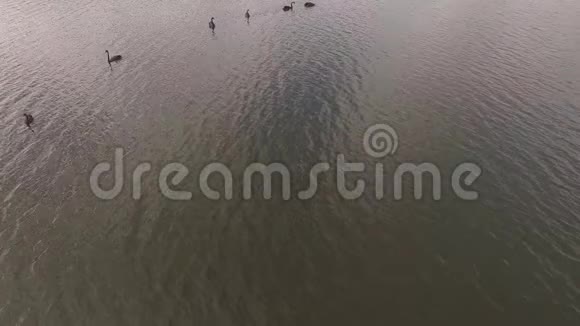 湖中的黑天鹅视频的预览图