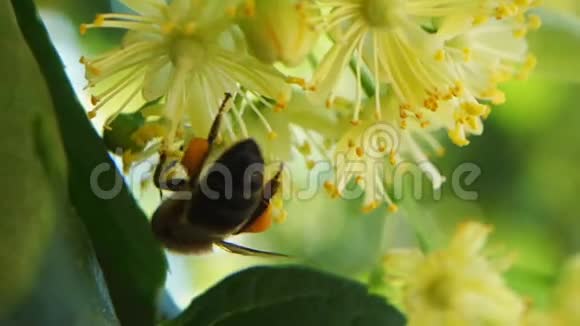 蜜蜂在树花上的足迹视频的预览图