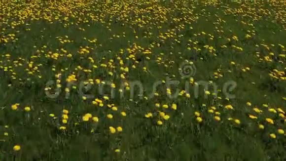 夏天的蒲公英草地视频的预览图