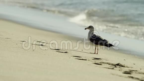 可爱的悲伤海鸥在海滩上视频的预览图