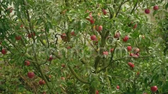 苹果树苹果树上的苹果特写花园里成熟的红苹果风中的苹果树视频的预览图