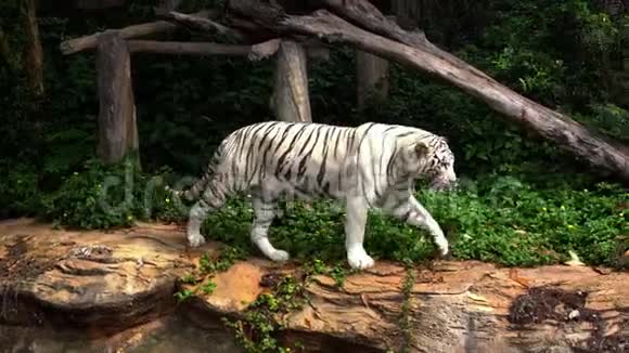 白孟加拉虎在森林里散步视频的预览图