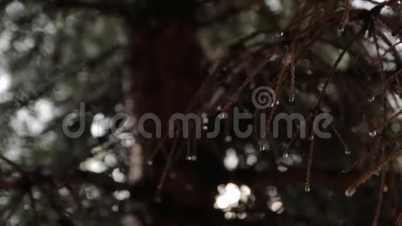 云杉上的雨滴视频的预览图