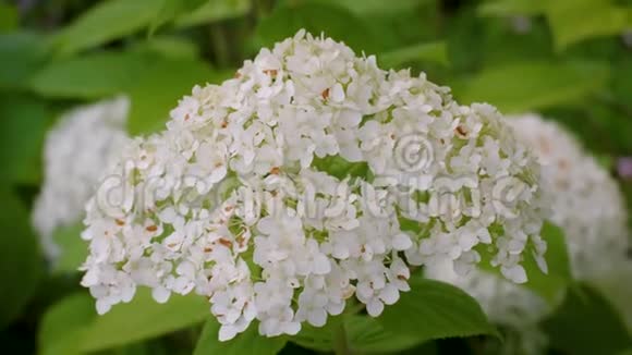 绣球花盛开的白花在花园里美丽的白色花朵被绿色植物包围着视频的预览图
