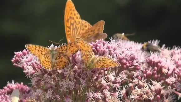 飞舞的蝴蝶大自然花朵上的蝴蝶带着昆虫的园景视频的预览图