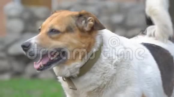 一条戴着红色项圈的狗的肖像视频的预览图