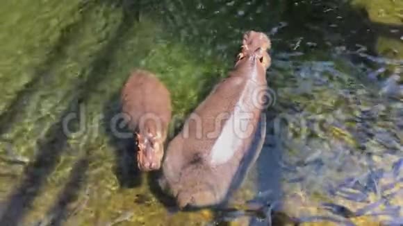 动物园里的河马在水里河马妈妈和宝宝高角度视野视频的预览图