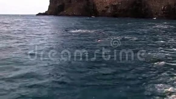 海豚在太平洋靠近船只的水下游泳视频的预览图