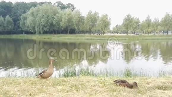 两只鸭子在绿草上行走视频的预览图