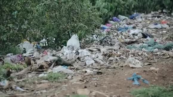 非洲垃圾场近景白鸡试图在垃圾堆里找到食物视频的预览图