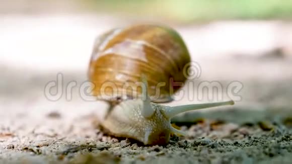 螺旋波马提亚还有罗马蜗牛宏观正面视图视频的预览图