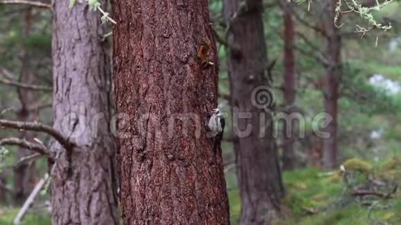 大斑点啄木鸟松柏少校7月份在苏格兰的一棵松树树干上走来走去视频的预览图