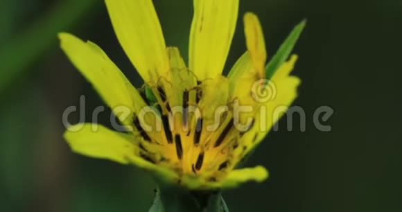 黄色山羊胡子杜比乌斯有小昆虫开花4K视频的预览图