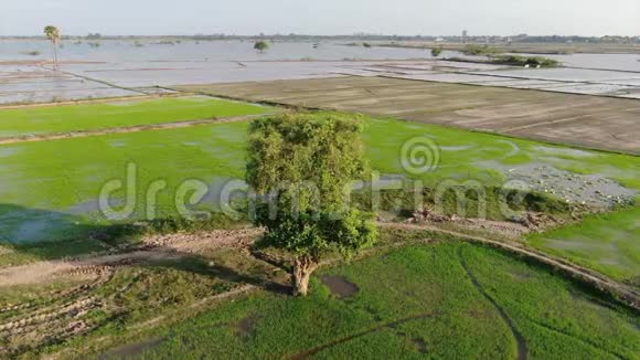 在阳光明媚的亚洲稻田里一棵孤独的树环绕着一个空中观景圈视频的预览图