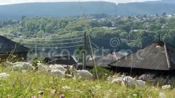山羊在空地上放牧视频的预览图