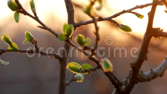 夕阳下树上嫩绿的嫩芽视频的预览图