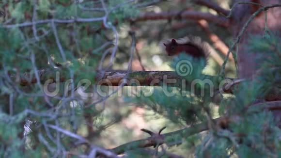 苏格兰的一个阳光明媚的七月清晨红松鼠一只普通的雪松鼠栖息在松树的叶子中视频的预览图