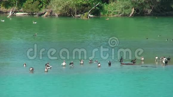野鸟鹅和奥莫兰在湖上视频的预览图