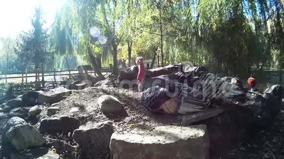 野鸡和公鸡在公园的岩石上视频的预览图