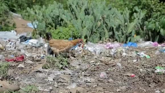 塑料和其他垃圾在非洲收集饥饿的鸡试图在垃圾场找到一些食物视频的预览图