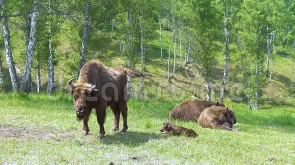 欧洲野牛野牛视频的预览图