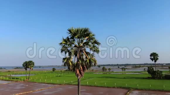 空中无人机的视野围绕着一棵孤独的棕榈树盘旋它矗立在亚洲农村泥泞但阳光明媚的稻田里视频的预览图