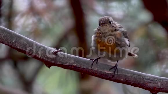 今年7月罗宾鸟在苏格兰的一棵松树上栖息视频的预览图