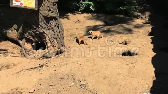 猫鼬打架动物园里的夏日阳光明媚视频的预览图