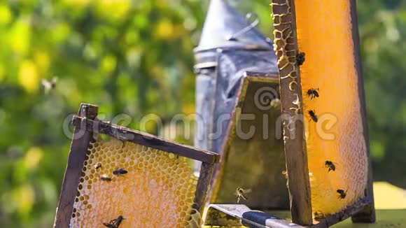 蜜蜂在蜂蜜填充的蜂窝上视频的预览图