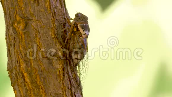 蝉科昆虫鸣蝉树干上的蝉科欧洲植物区系小蝉科宏特写昆虫视频的预览图