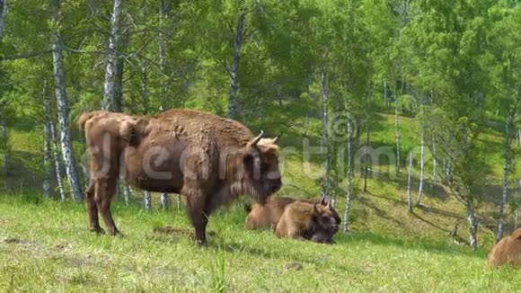 欧洲野牛野牛视频的预览图