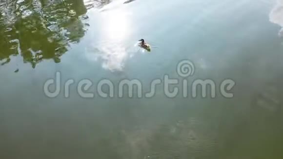 公园里的一个小湖野鸭在湖上游泳湖水中天空和树木的倒影A视频的预览图