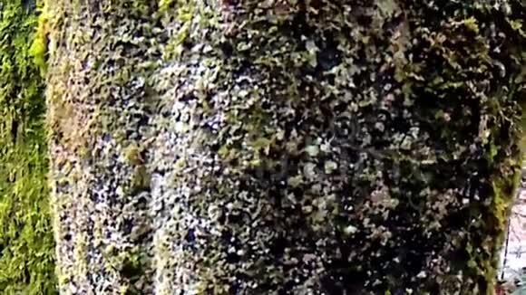 冬天的橡树带着相机视频的预览图
