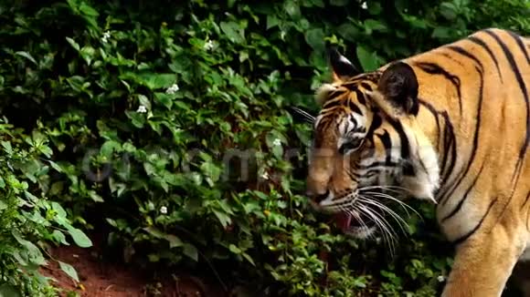 靠近孟加拉虎在森林中行走视频的预览图