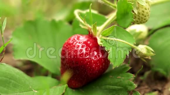 浆果草莓的有机食品特写视频的预览图