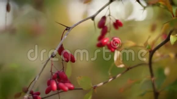成熟的红莓挂在灌木丛中巴宝莉特写的刺鼻小布什4k视频的预览图