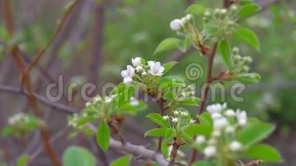 花园里盛开的苹果树特写镜头视频的预览图