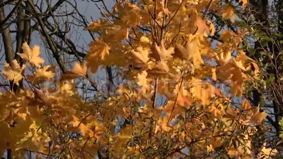 风在树上吹动黄色的枫叶秋天视频的预览图