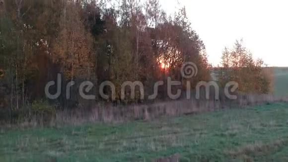 秋天的日出在农田里无人机飞上树林空中视频的预览图