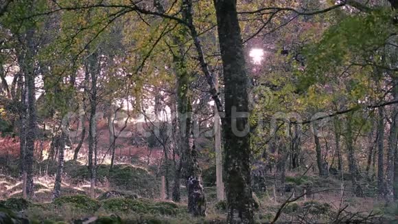 阳光透过秋天的桦树枝视频的预览图