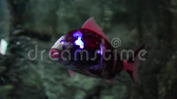 机器人鱼在水族馆里游泳视频的预览图