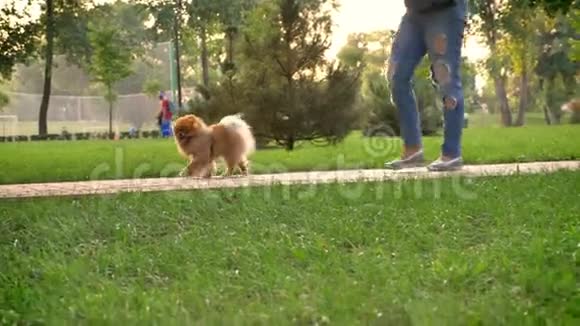 夏季白天女人和狗在公园散步放松观念视频的预览图